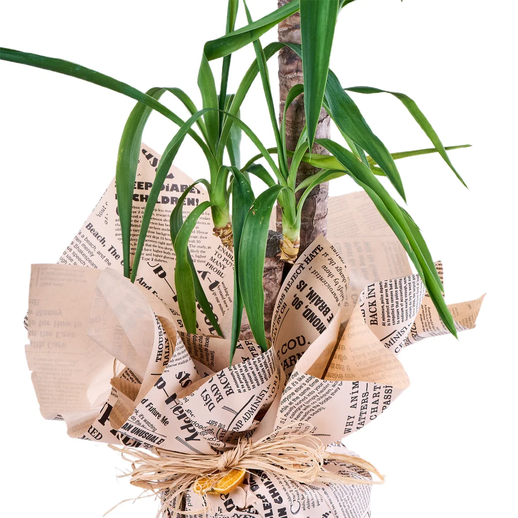 İkili Yuka Bitkisi - 2