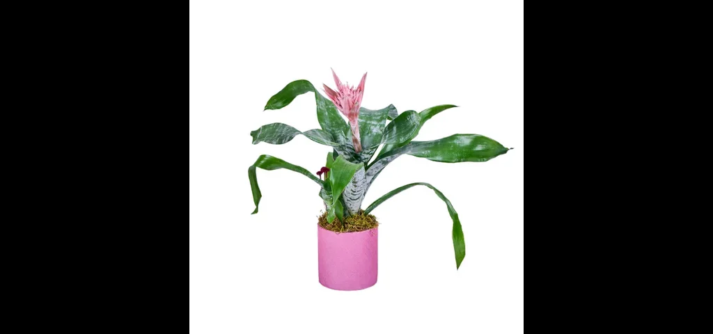 Saksılı Kupa Çiçeği (Eşmeya)