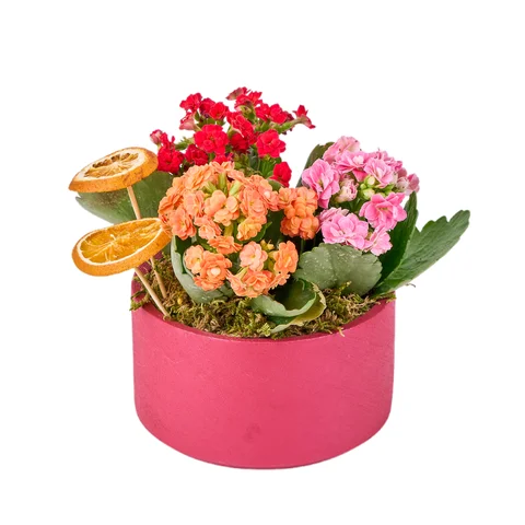 Renkli Kalanchoe Aranjmanı