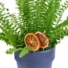Saksıda Aşk Merdiveni (Fujer) - 3