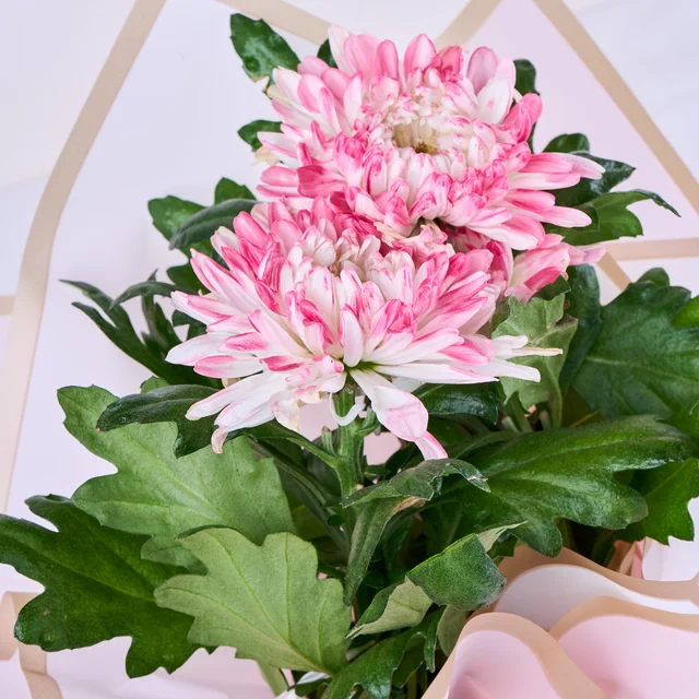 Saksıda Pink Kasımpatı - 3