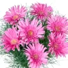 Vazoda Pembe Gerbera - 3