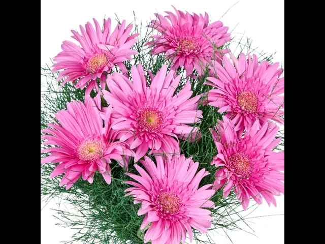 Vazoda Pembe Gerbera - 3