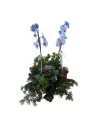 Santa's Blue Baby Orkide