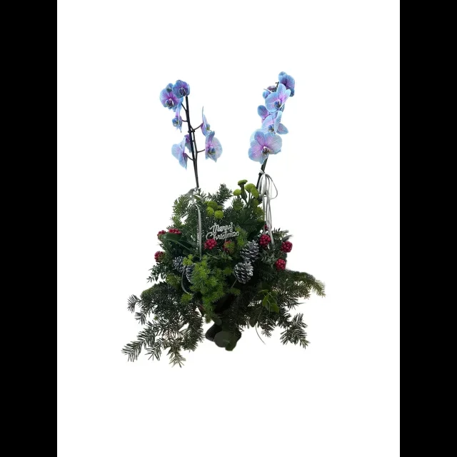 Santa's Blue Baby Orkide