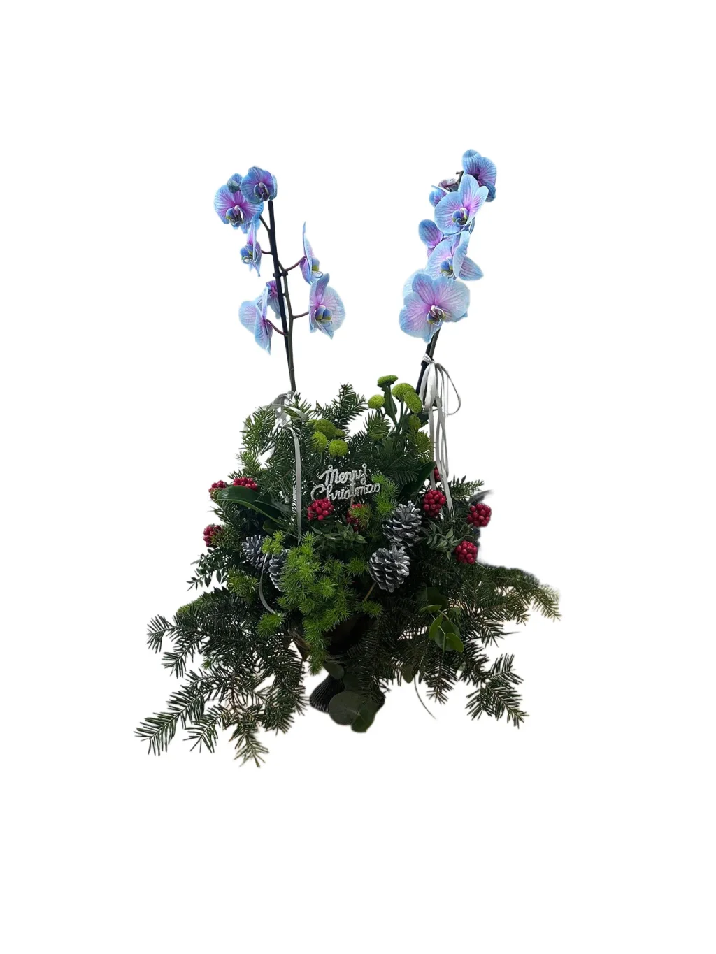 Santa's Blue Baby Orkide