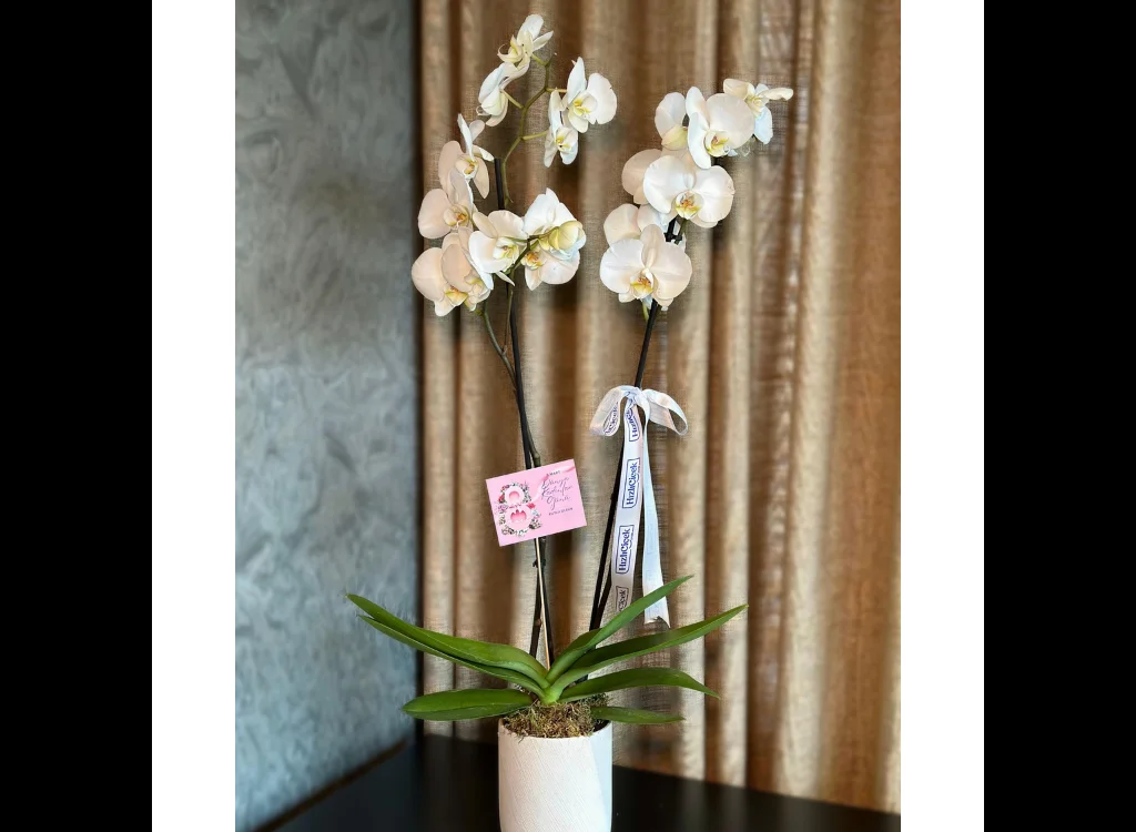 Kadınlar Günü Çift Dallı Beyaz Orkide