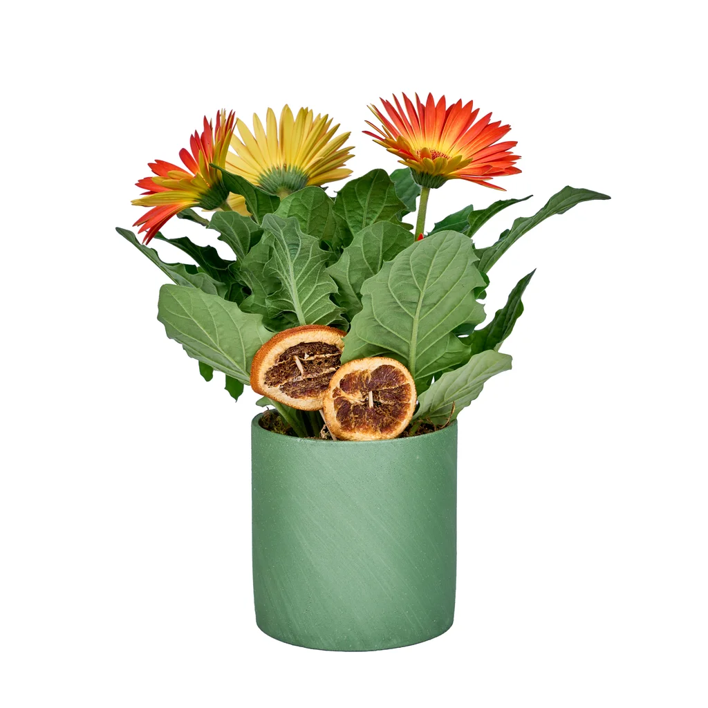 Turuncu Saksı Gerbera