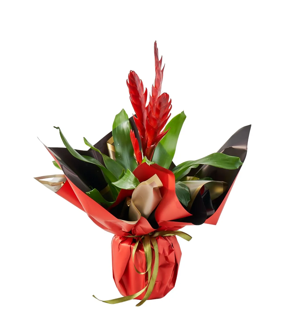 Kırmızı Vriesea Çiçeği - 8