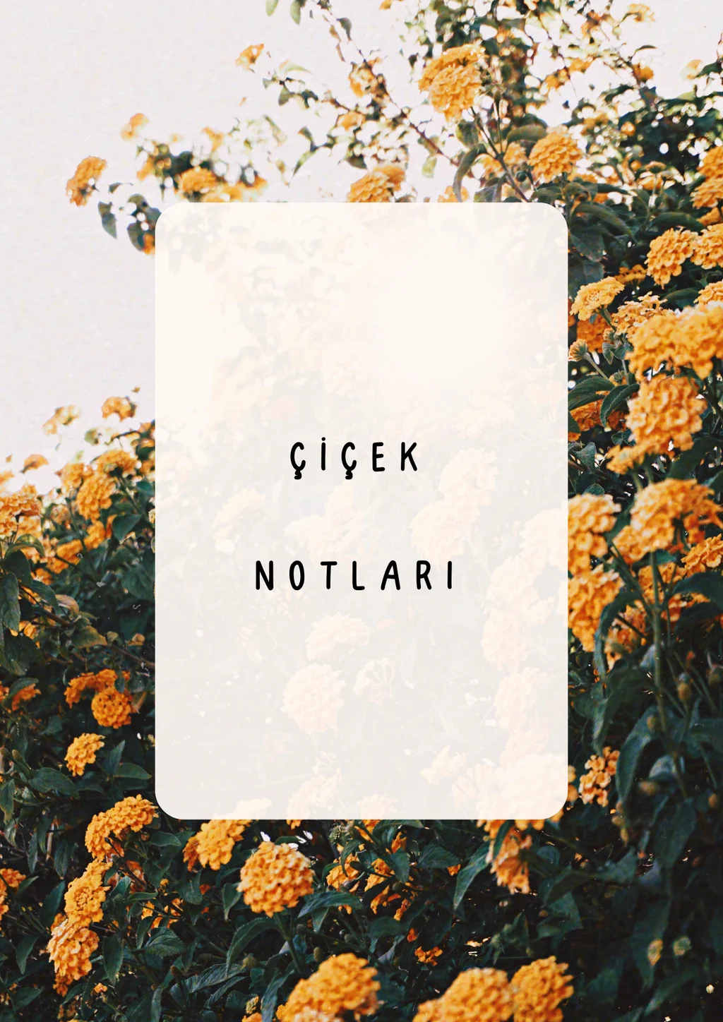 Çiçek Notları: Duygularınızı İfade Etmenin Zarif Yolu