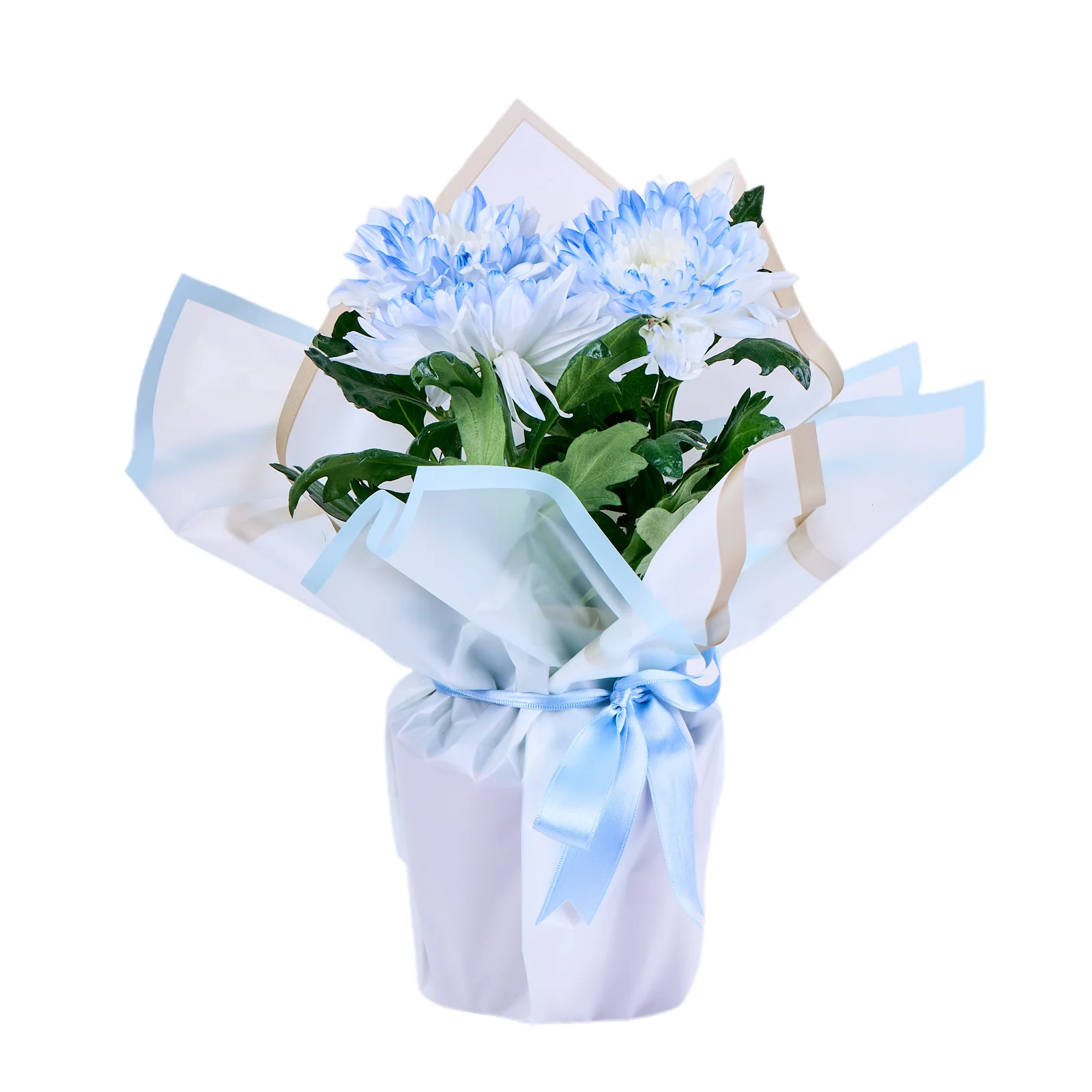 Saksıda Blue Kasımpatı 