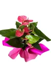 Pembe Antoryum - 2