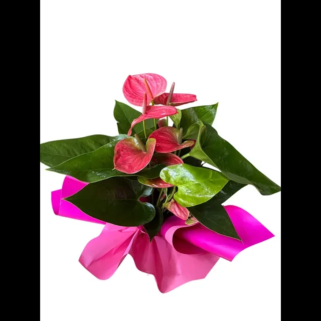 Pembe Antoryum - 2