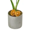 Deve Tabanı (Monstera Çiçeği) - 3