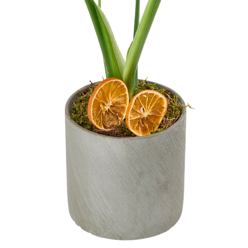 Deve Tabanı (Monstera Çiçeği) - 4