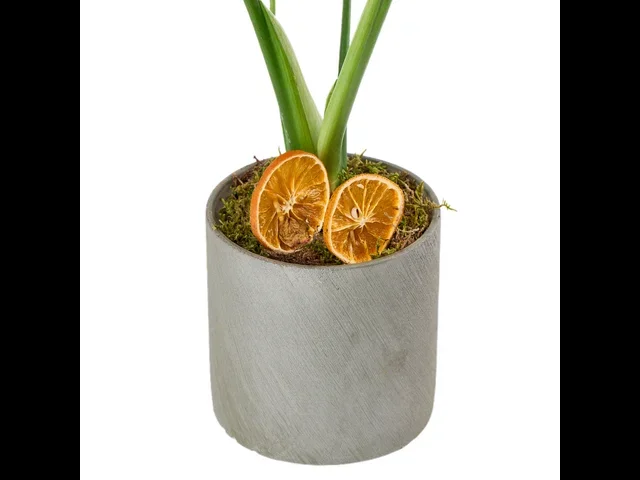 Deve Tabanı (Monstera Çiçeği) - 3