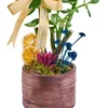 Saksılı Şans Çiçeği (Crassula) - 3