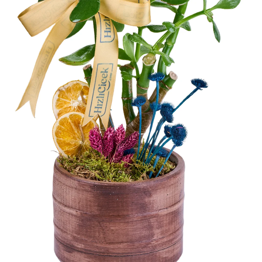 Saksılı Şans Çiçeği (Crassula) - 4