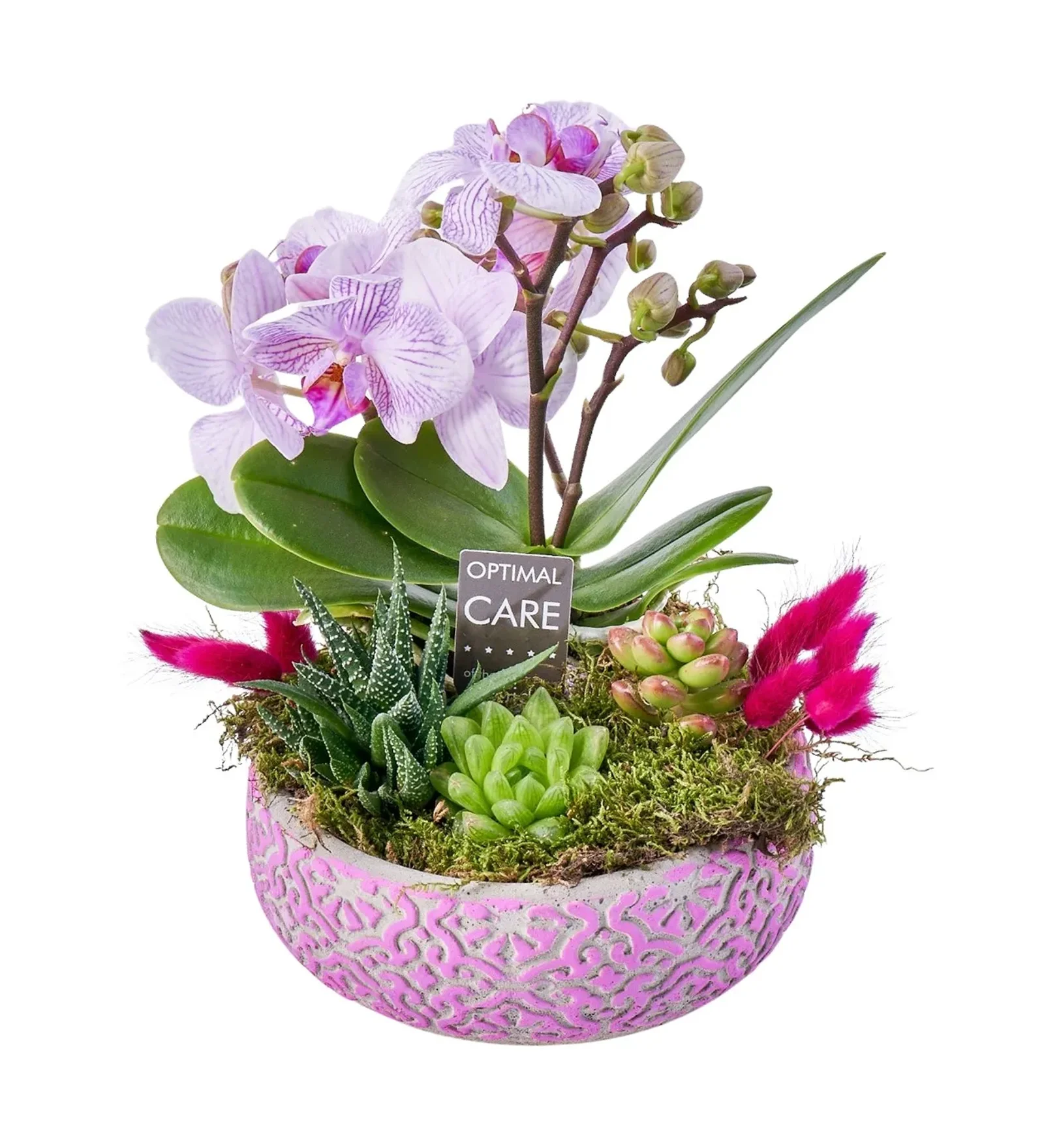 Special Mini Orkide
