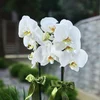 Lux Double White Orkide - 2