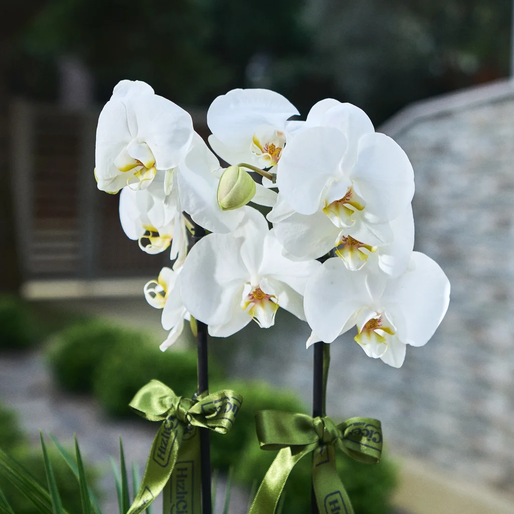 Lux Double White Orkide - 3