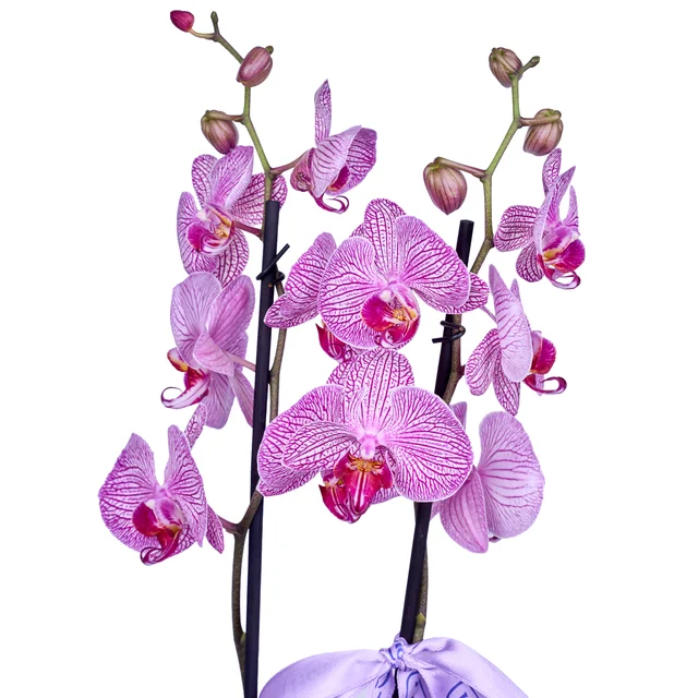 Magic Line Purple Orkide - 3