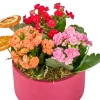 Renkli Kalanchoe Aranjmanı - 2