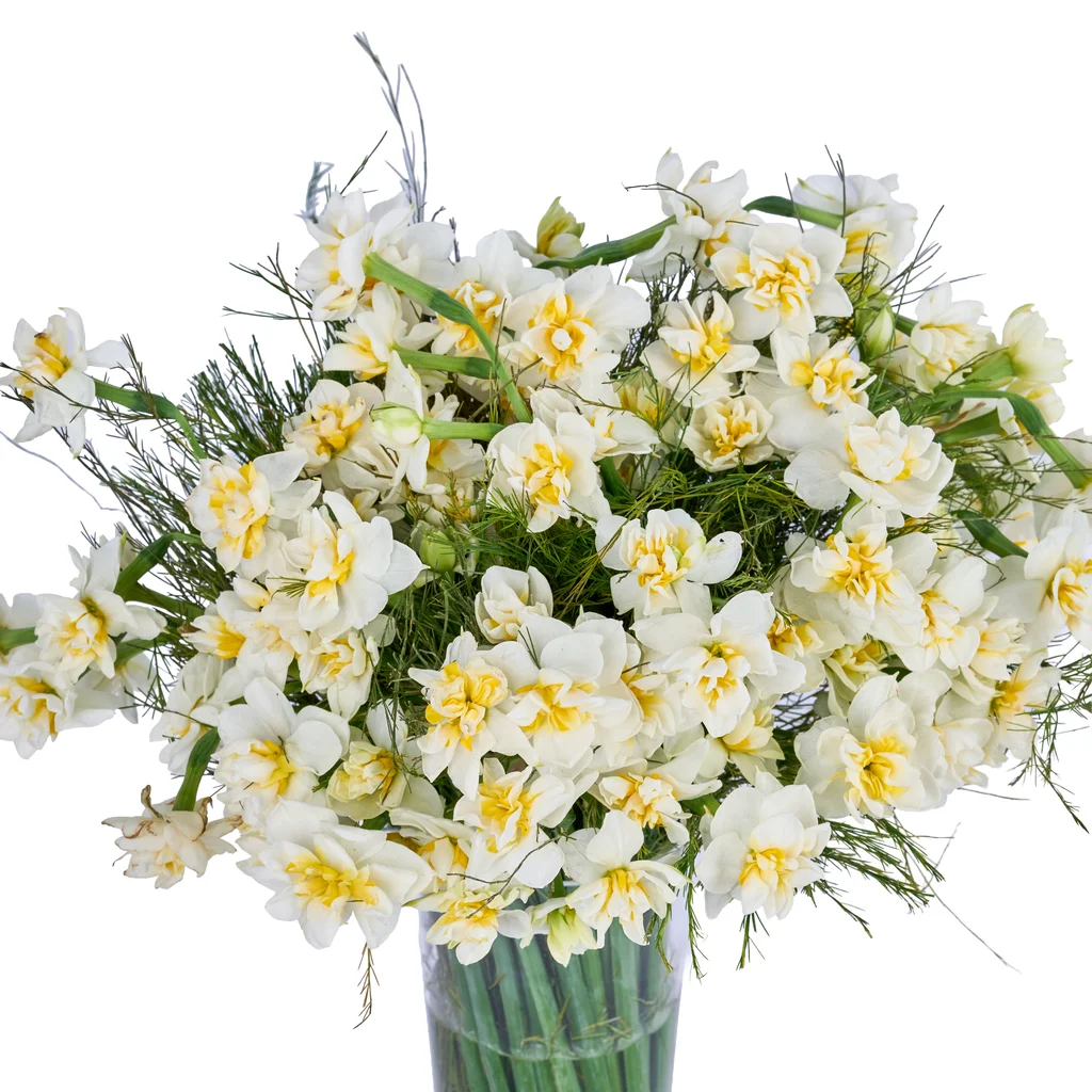 Vazoda Nergis Çiçeği - 3