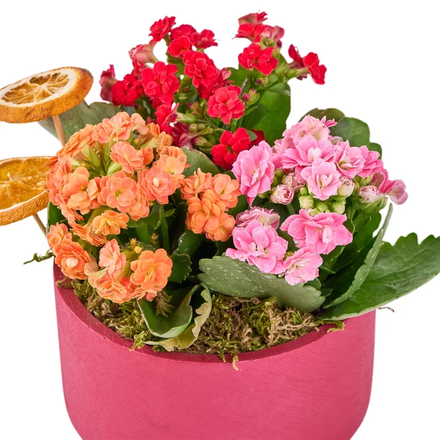 Renkli Kalanchoe Aranjmanı - 2
