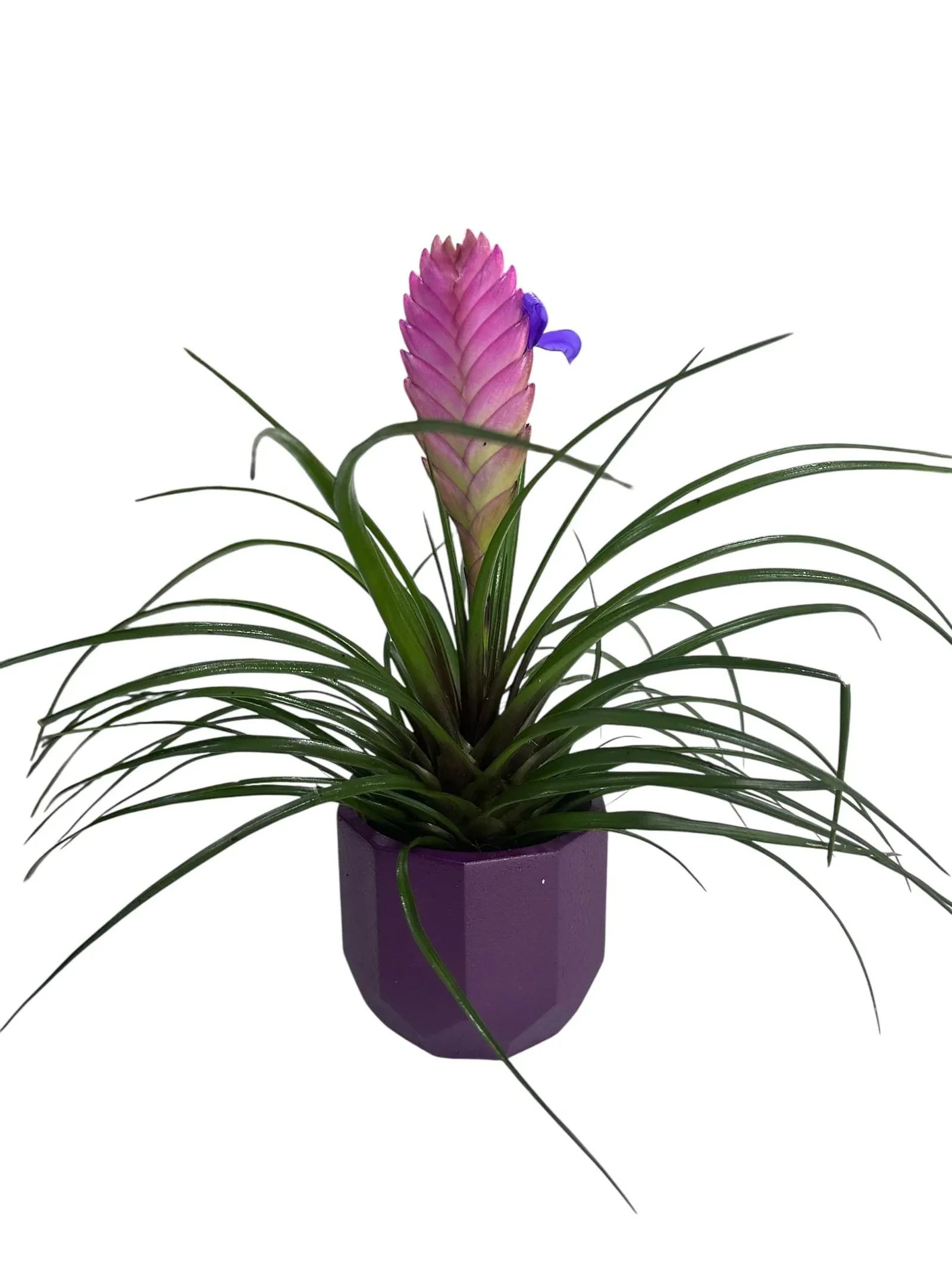 Hava Bitkisi(Tillandsia-hava çiçeği)