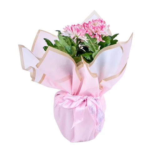 Saksıda Pink Kasımpatı