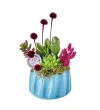 Blue Sukulent Garden