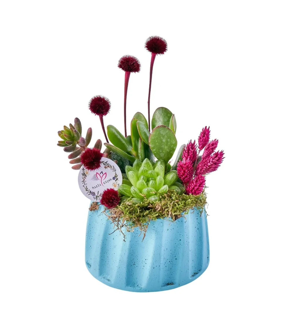 Blue Sukulent Garden