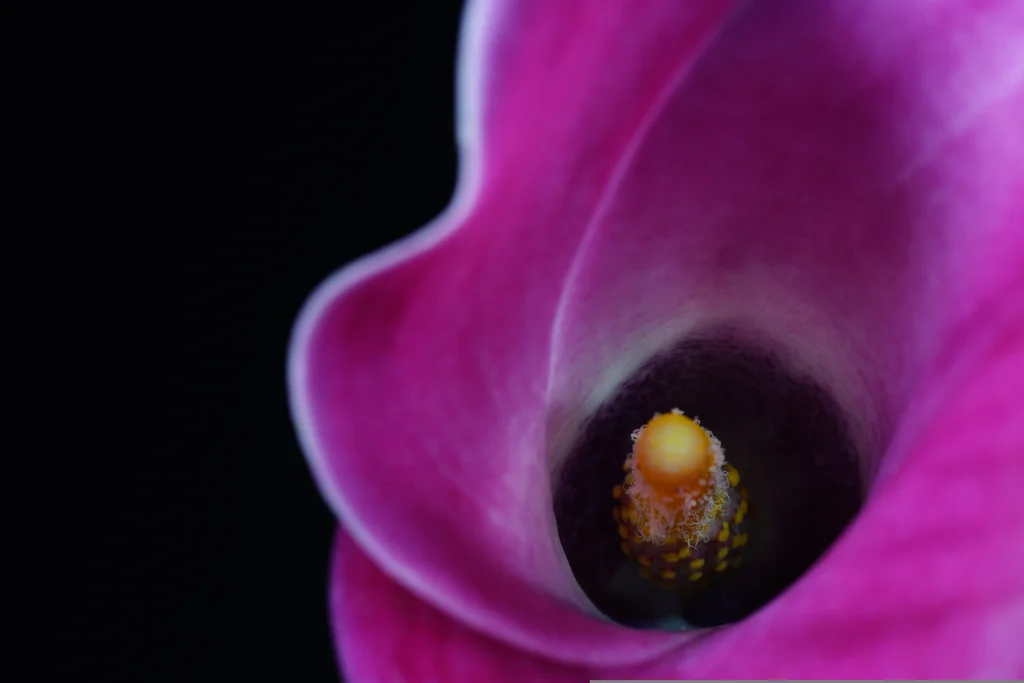 Gala Çiçeği Bakımı