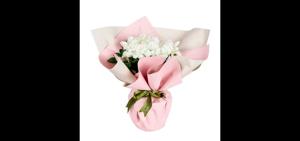 Saksıda Beyaz Kasımpatı