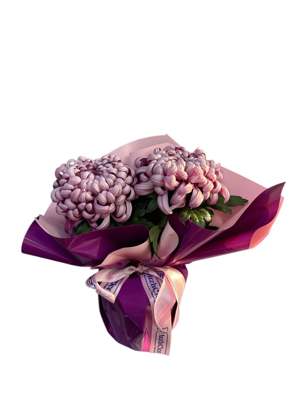 Saksıda Pembe Kasımpatı