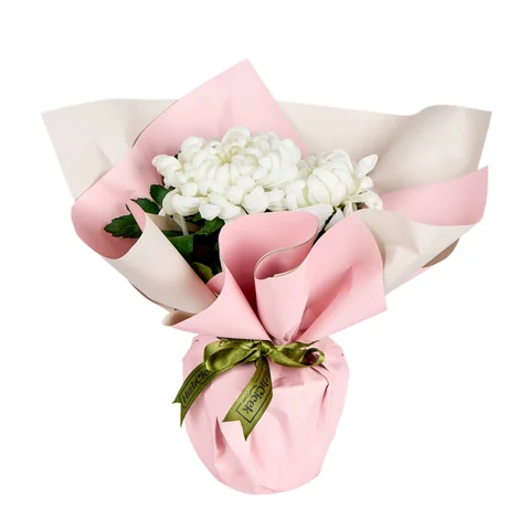 Saksıda Beyaz Kasımpatı