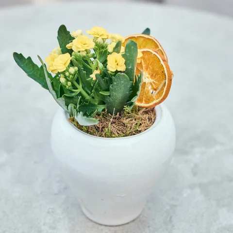 Vazoda Sarı Kalanchoe