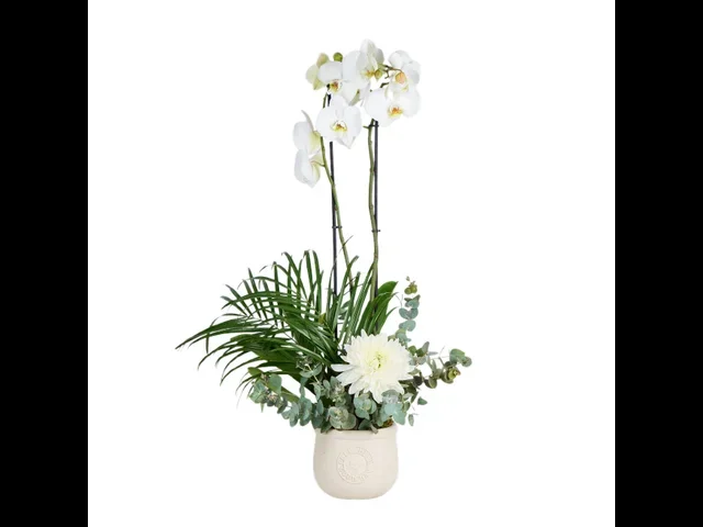 Double Sweet White Orkide
