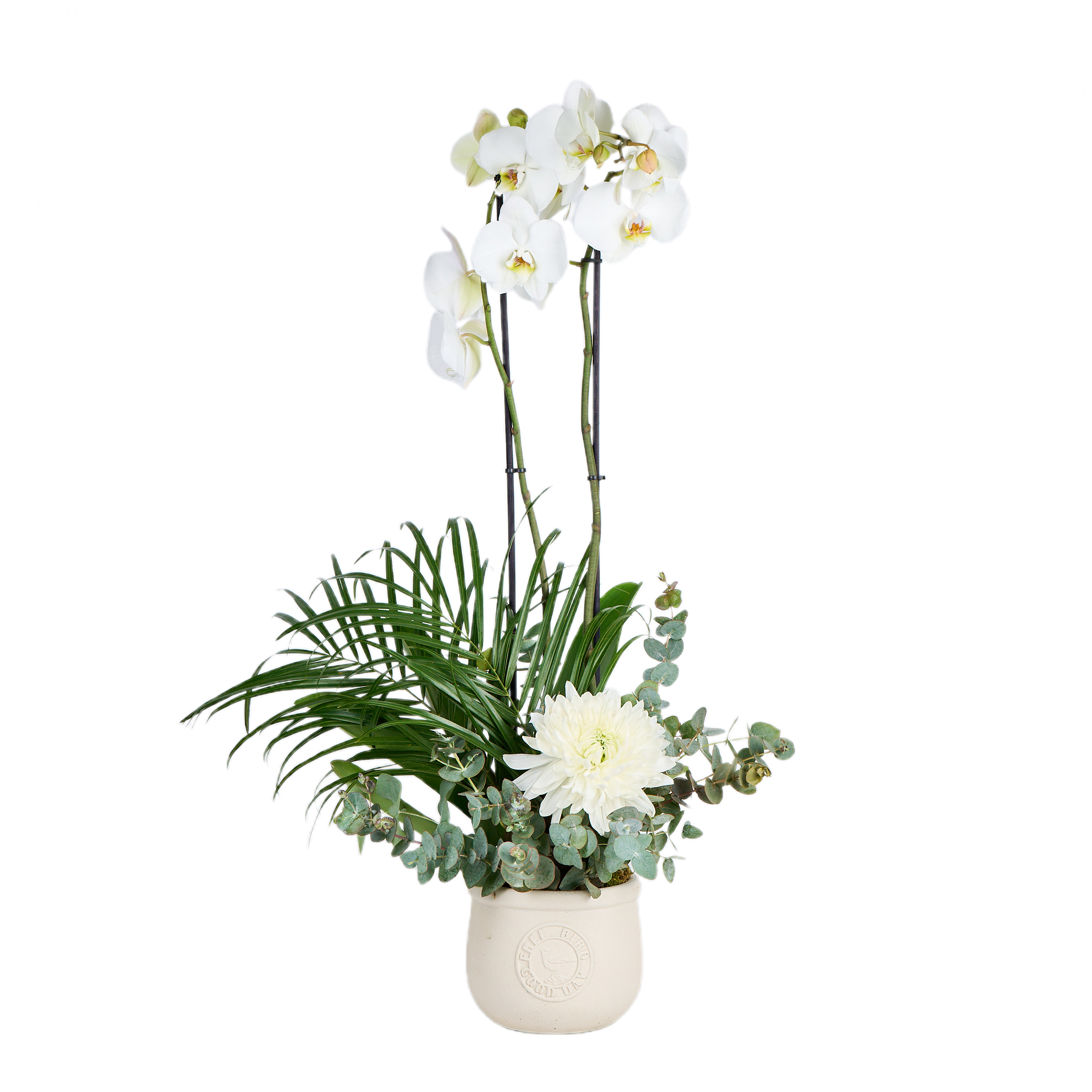 Double Sweet White Orkide - 8