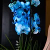 Blue Magic Orchid - 3