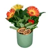 Turuncu Saksı Gerbera - 2