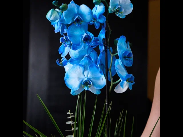 Blue Magic Orchid - 3