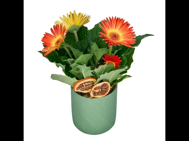 Turuncu Saksı Gerbera - 2