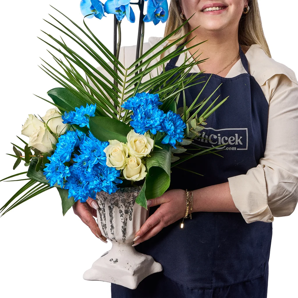 Blue Harmony Orkide - 4