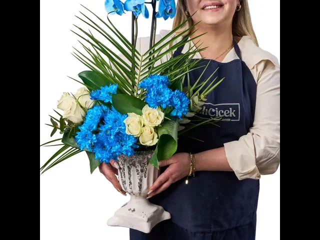 Blue Harmony Orkide - 3