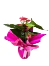Pembe Antoryum