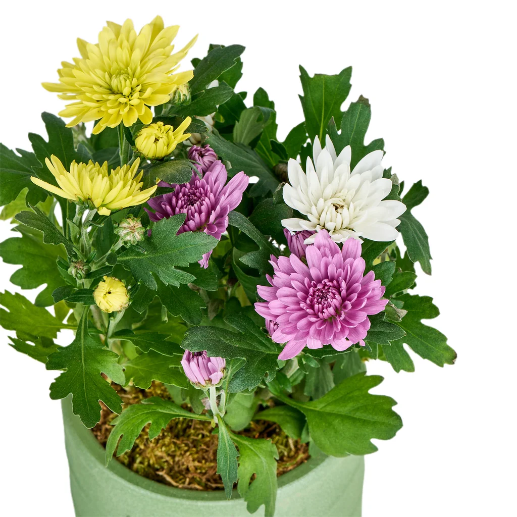 Saksılı 3 Renk Kasımpatı - 2