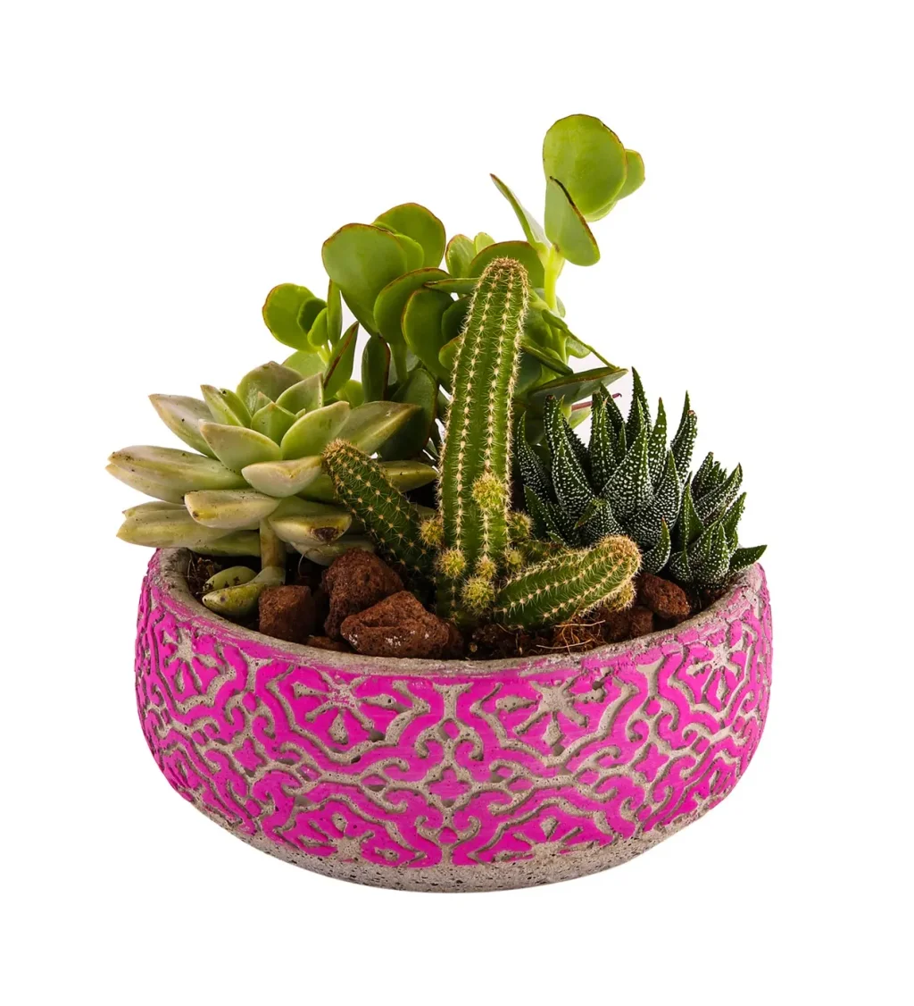 Pure Timeless Garden