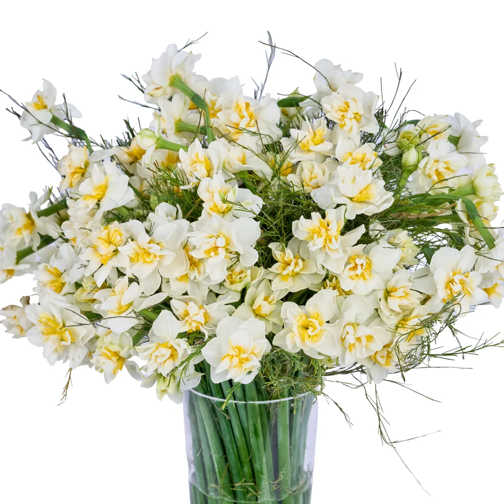 Vazoda Nergis Çiçeği - 4